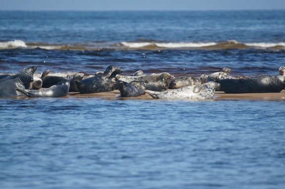 Seals at Findhorn River Mouth