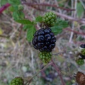 Late Blackberries in the Park
